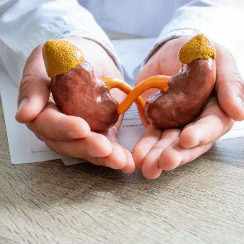 ¿Cómo afecta la hipertensión renovascular su salud renal en Campeche?